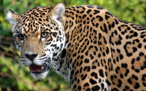 Jaguar (65 wallpapers)