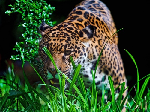 Jaguar (65 wallpapers)