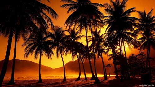 Tropical Paradise (50 wallpapers)