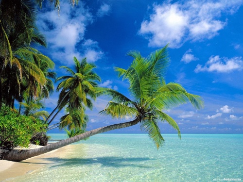 Tropical Paradise 2 (90 wallpapers)