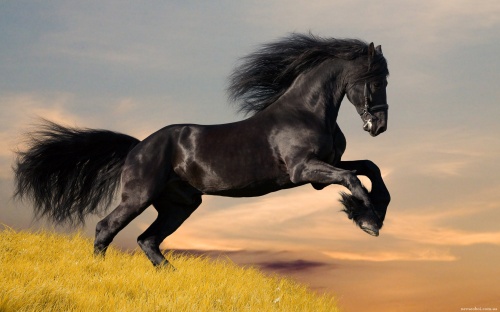 Horses (53 wallpapers)