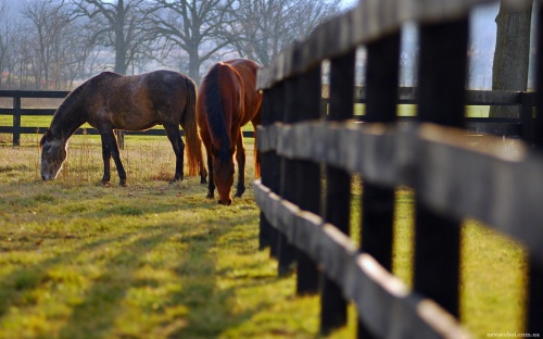 Horses (53 wallpapers)