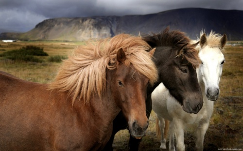 Horses (53 wallpapers)