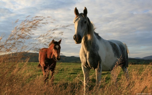 Horses (53 wallpapers)