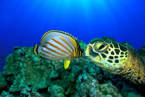 Underwater photos (207 wallpapers)