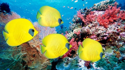 Underwater photos (207 wallpapers)