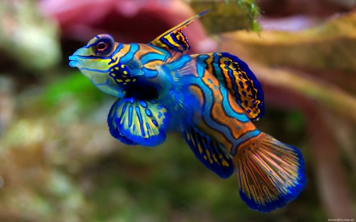 Fish (159 wallpapers)