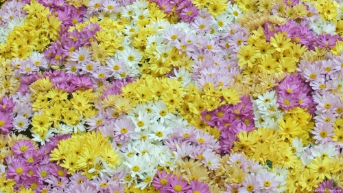 Floral wallpaper 95 (60 wallpapers)